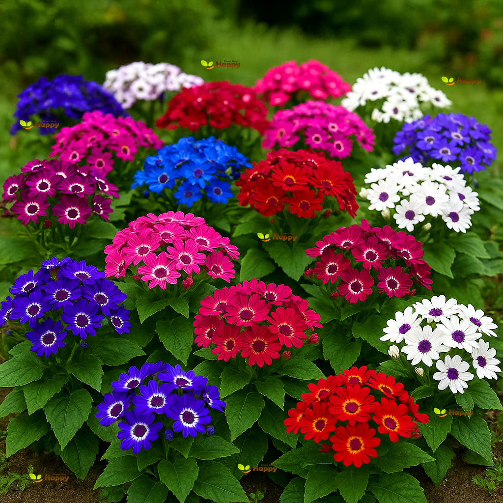 Cineraria hybrida dwarf mix `Amigo Strain` - 10 seeds (Senecio hybridus nana)
