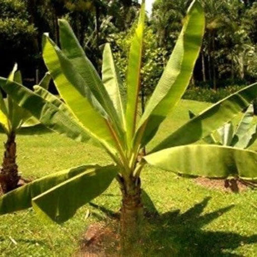 Ethiopian Banana Plant - 5 seeds (Ensete Ventricosum)