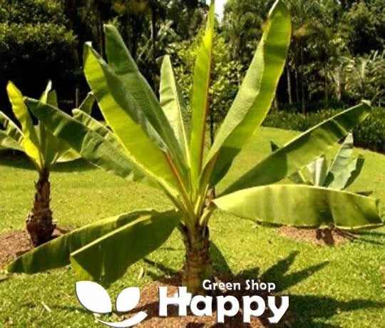 Ethiopian Banana Plant - 5 seeds (Ensete Ventricosum)