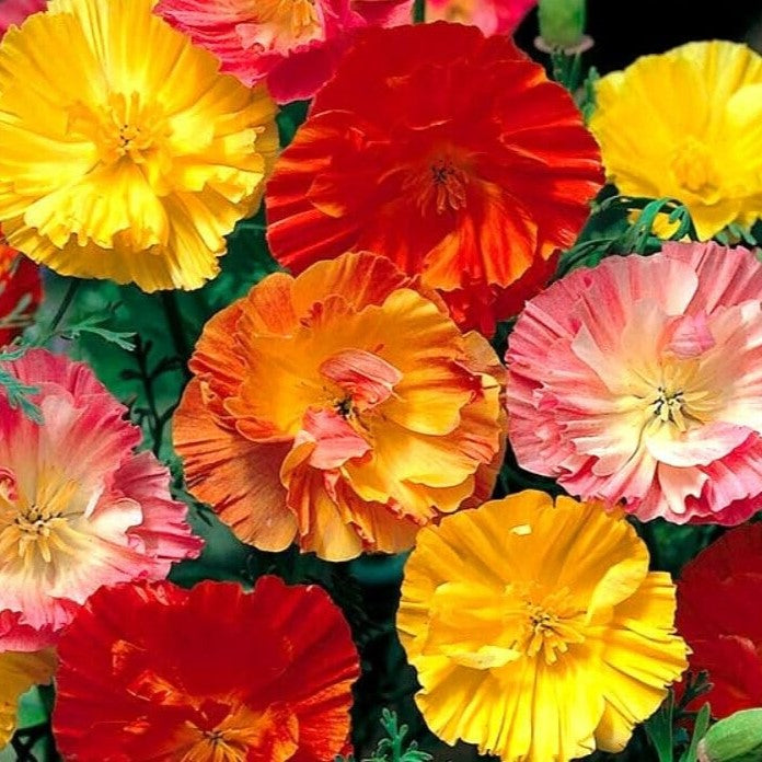 California poppy 'Ballerina' mix - 300 seeds (Eschscholzia californica)