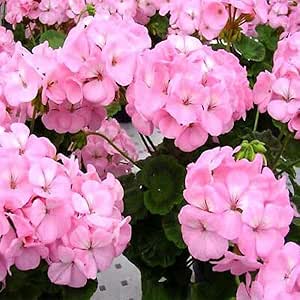 Garden Geranium F1 `Appleblossom` - 10 seeds (Pelargonium zonale)