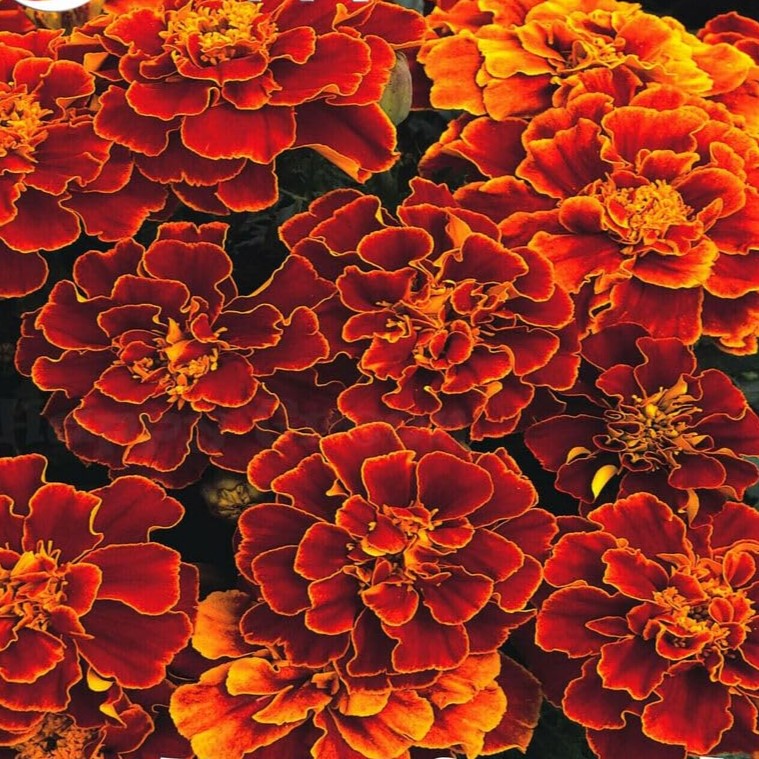 French marigold Double Spanish Brocade - 300 seeds (Tagetes patula nana)
