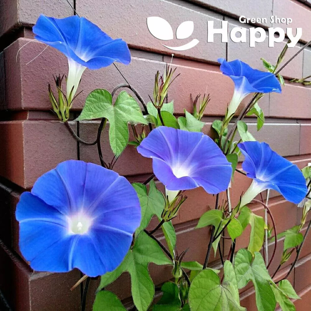 Large flowered Dwarf Morning Call mixed - 50 seeds (Ipomoea Nil)