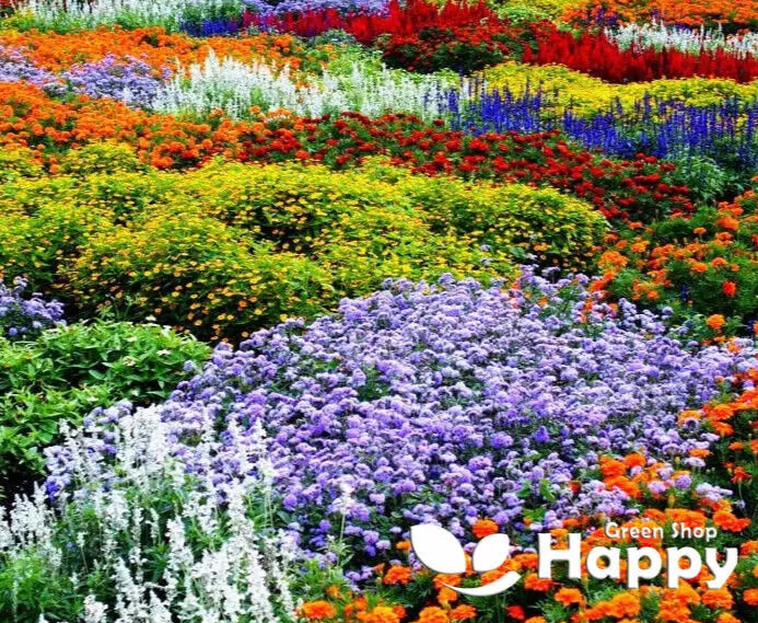 Dwarf Perennial Wild Meadow Flower, mix - 0.5g seeds
