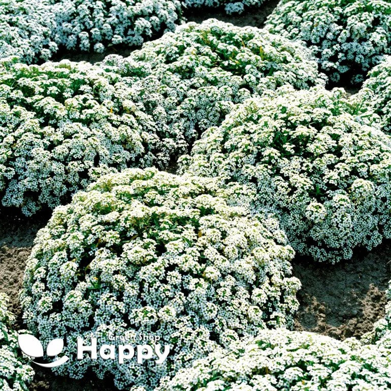 Sweet Alyssum White 'Snowcloth' - 2500 seeds (Lobularia maritima)