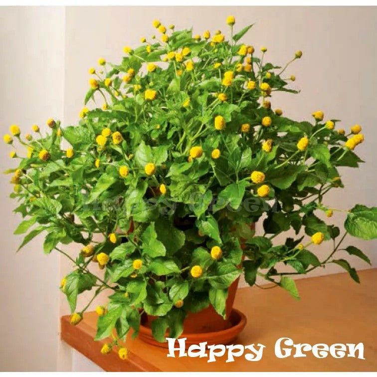 Toothache plant - 400 seeds (Spilanthes Oleracea)