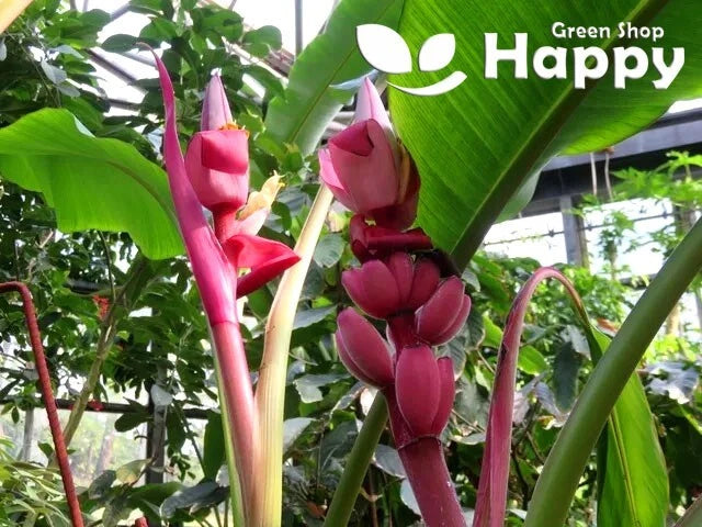 Pink Banana Plant - 10 seeds (Musa Velutina)