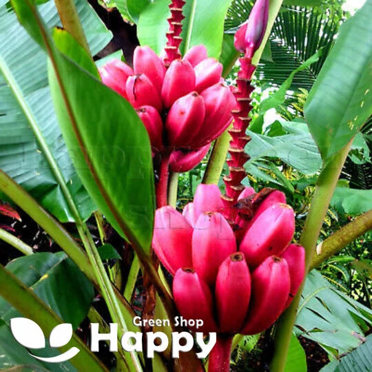 Pink Banana Plant - 10 seeds (Musa Velutina)
