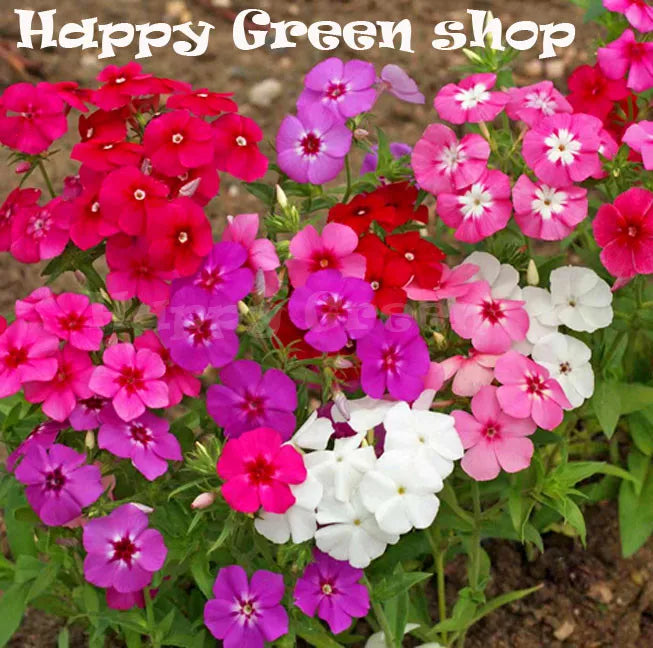 Phlox Cecily Mixed - 300 seeds (Phlox Drummondii Nana Compacta)