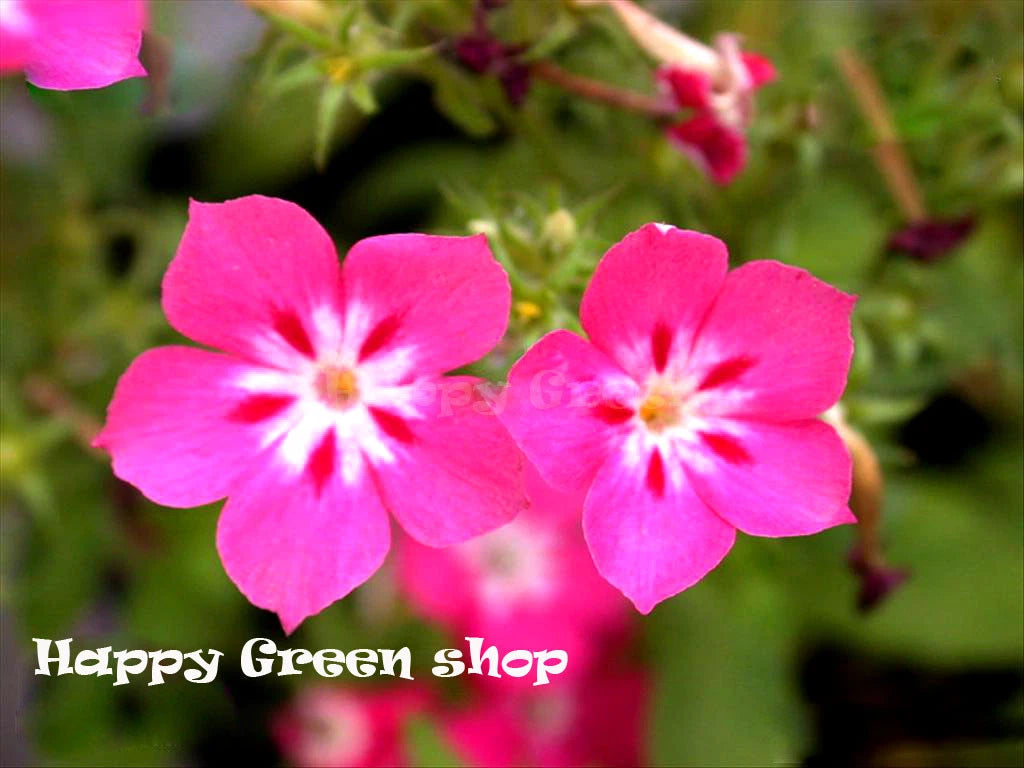 Phlox Cecily Mixed - 300 seeds (Phlox Drummondii Nana Compacta)