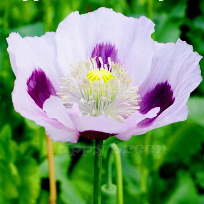 Poppy 'Blue moon' -  500 seeds (Papaver somniferum)