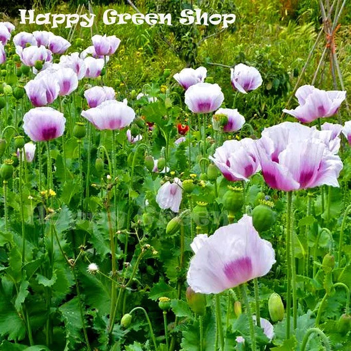Poppy 'Blue moon' -  500 seeds (Papaver somniferum)