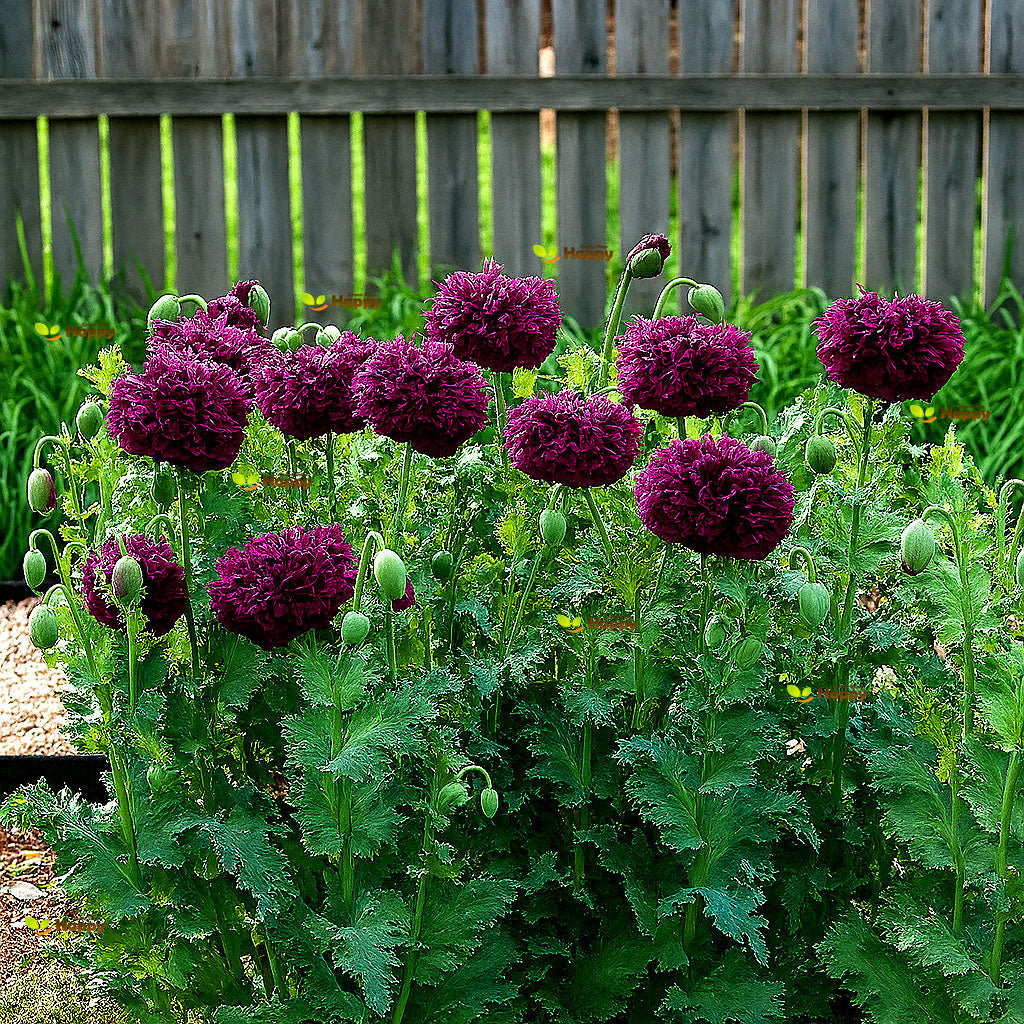 Poppy double 'Violet blush' -  500 seeds (Papaver somniferum)