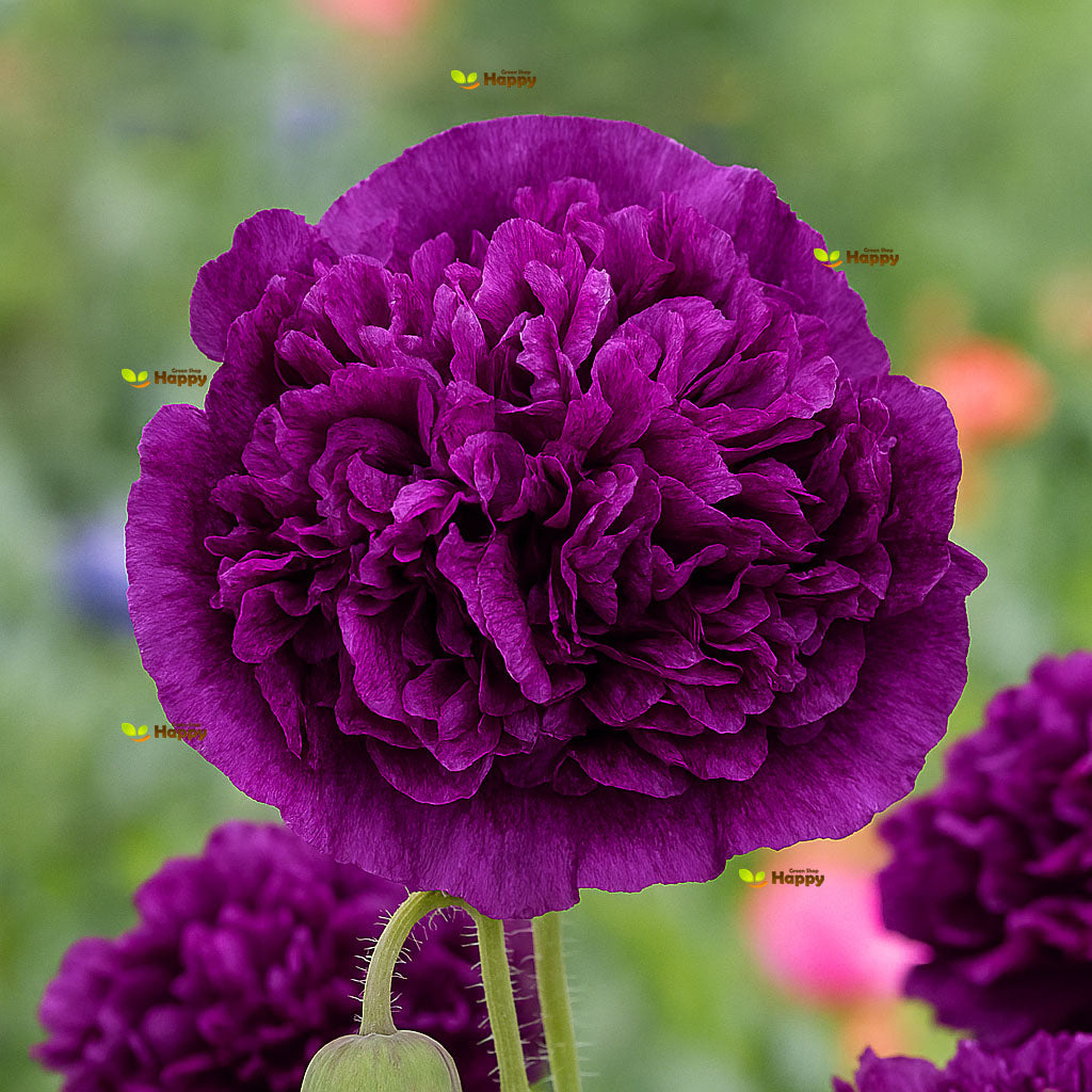 Poppy double 'Violet blush' -  500 seeds (Papaver somniferum)