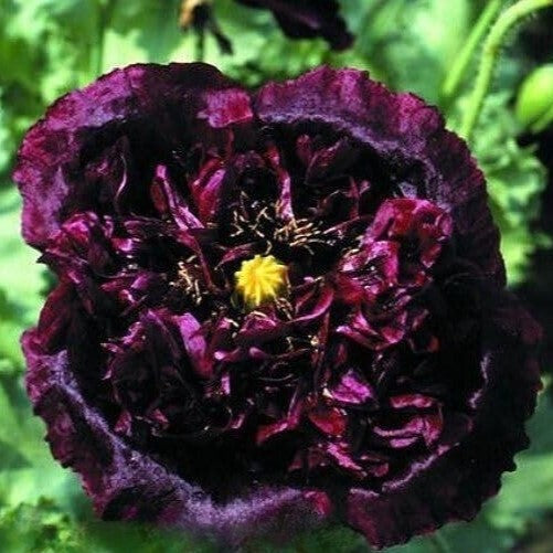 Black Peony Poppy - 1000 seeds (Papaver Paeoniflorum)