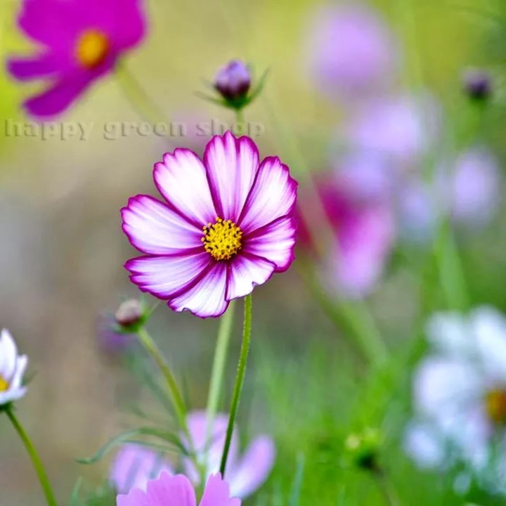 Garden Cosmos 'Picotee' - 300 seeds (Cosmos Bipinnatus)