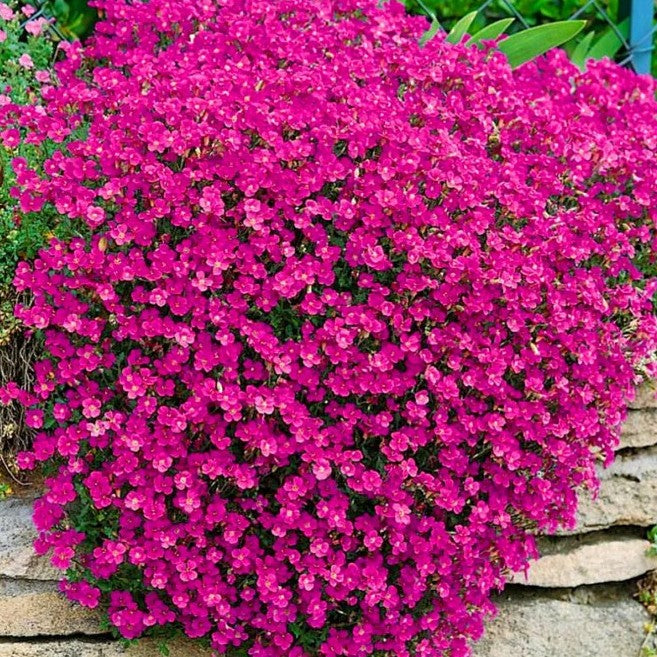 Rock Cress Red - 300 seeds (Aubrieta Cultorum)