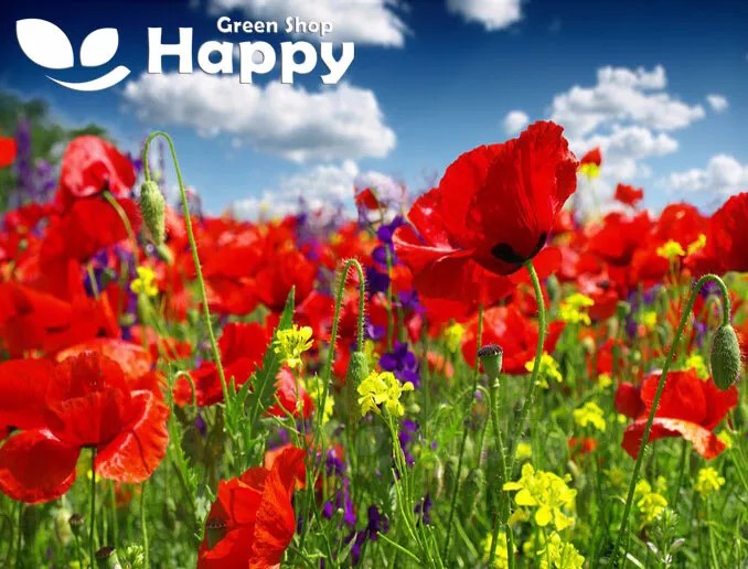 Wild Poppy red - 20 000 seeds (Papaver rhoeas)