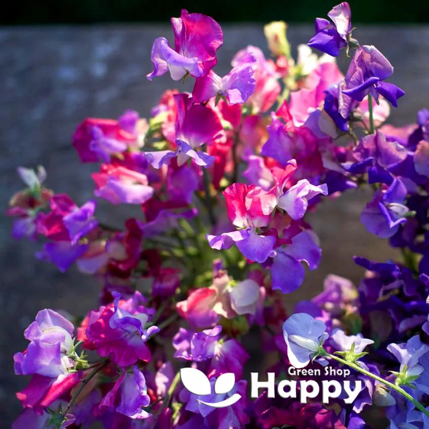 Sweet Pea Enchante - 10 seeds (Lathyrus Odoratus)