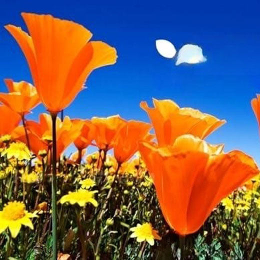 California poppy 'Golden west' - 2500 seeds (Eschscholzia californica)