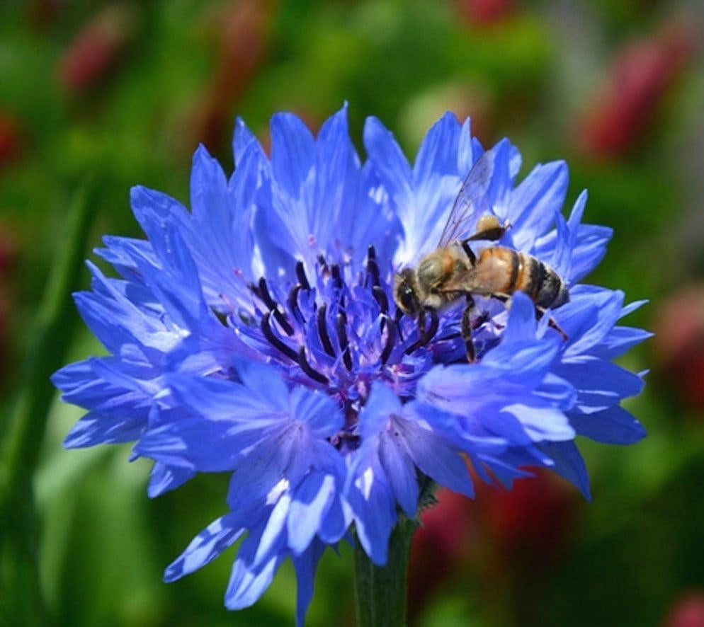 Bachelor's button 'Blue boy' - 1100 seeds (Centaurea cyanus)