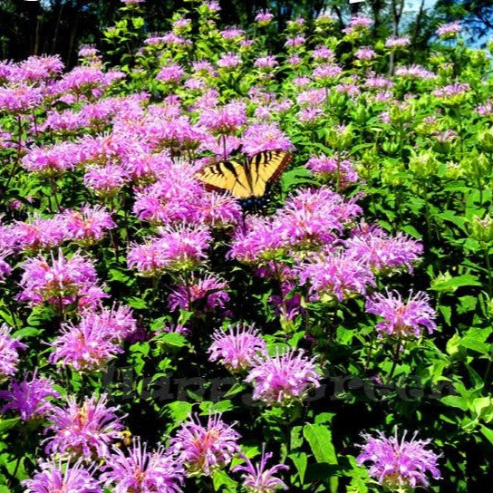 Wild Bergamot - 1300 seeds (Monarda Fistulosa)
