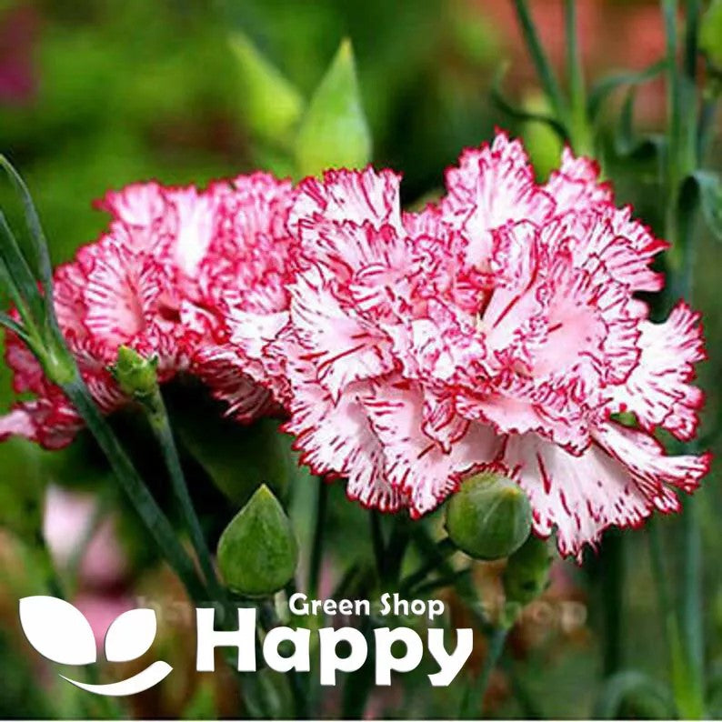Carnation Chadbaud 'Benigna' - 100 seeds (Dianthus caryophyllus)