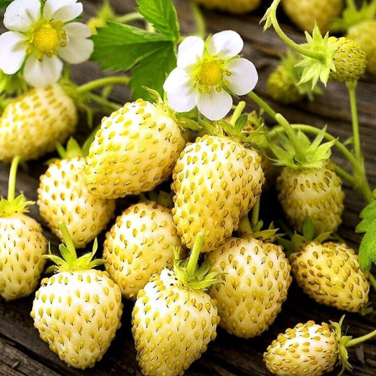 Alpine Strawberry 'White Soul' - 200 seeds (Fragaria Vesca)