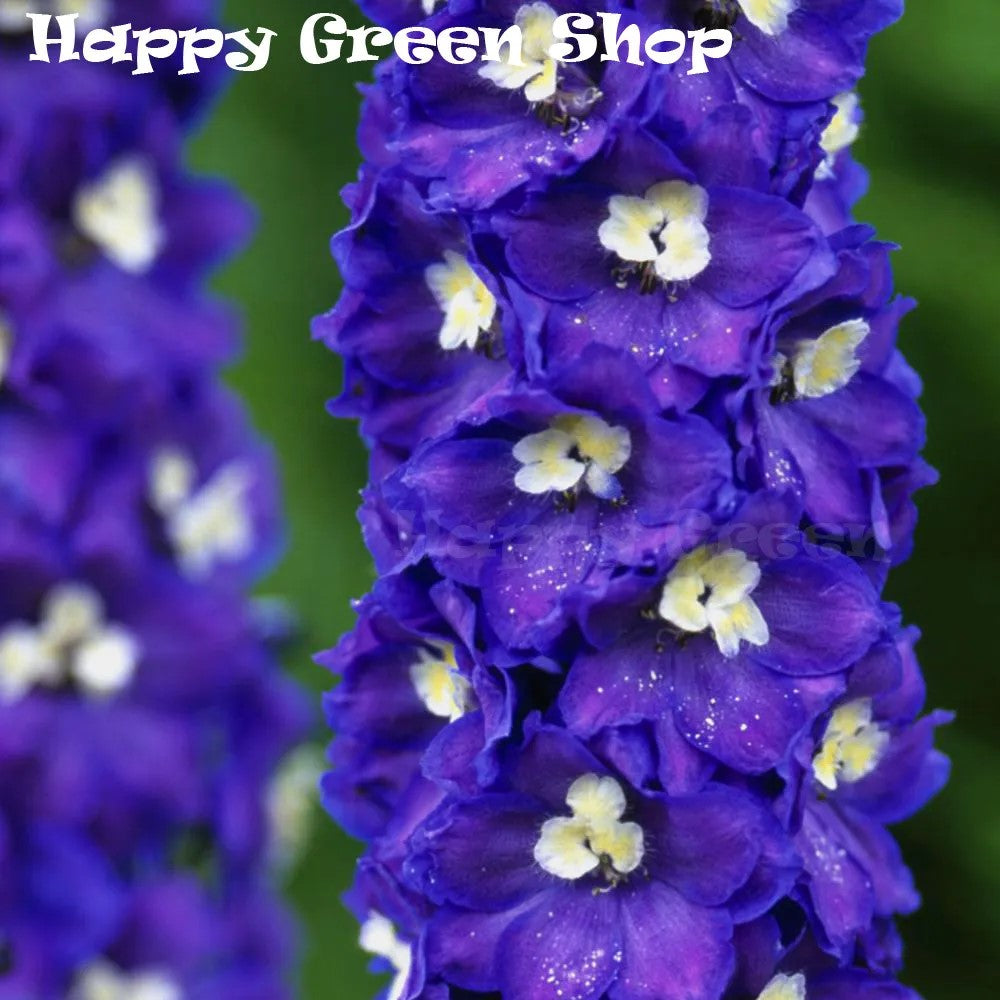 Pacific giant 'King Arhtur' - 110 seeds (Delphinium Cultorum)
