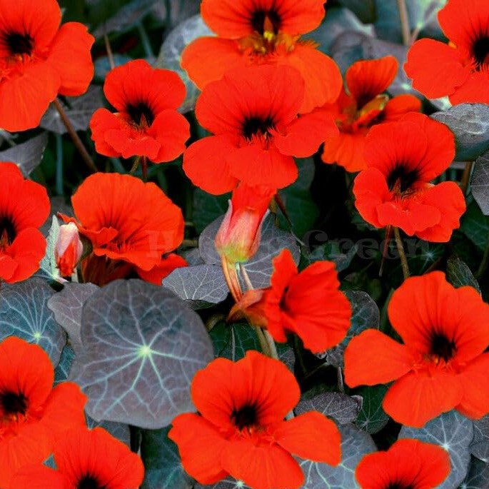 Nasturtium 'Empress of India' - 80 seeds (Tropaeolum nanum)