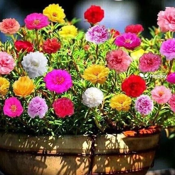 Moss Rose Extra Double mix - 2000 seeds (Portulaca grandiflora)
