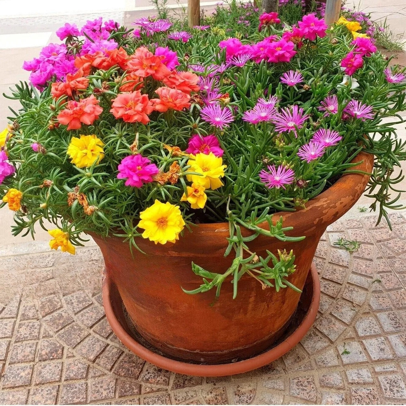 Moss Rose Longbloom double mix - 2000 seeds (Portulaca grandiflora)
