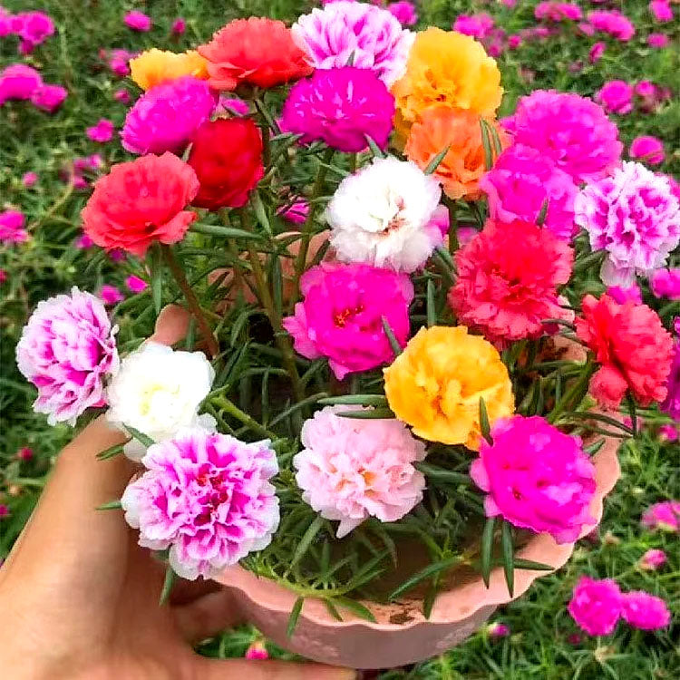 Moss Rose Longbloom double mix - 2000 seeds (Portulaca grandiflora)