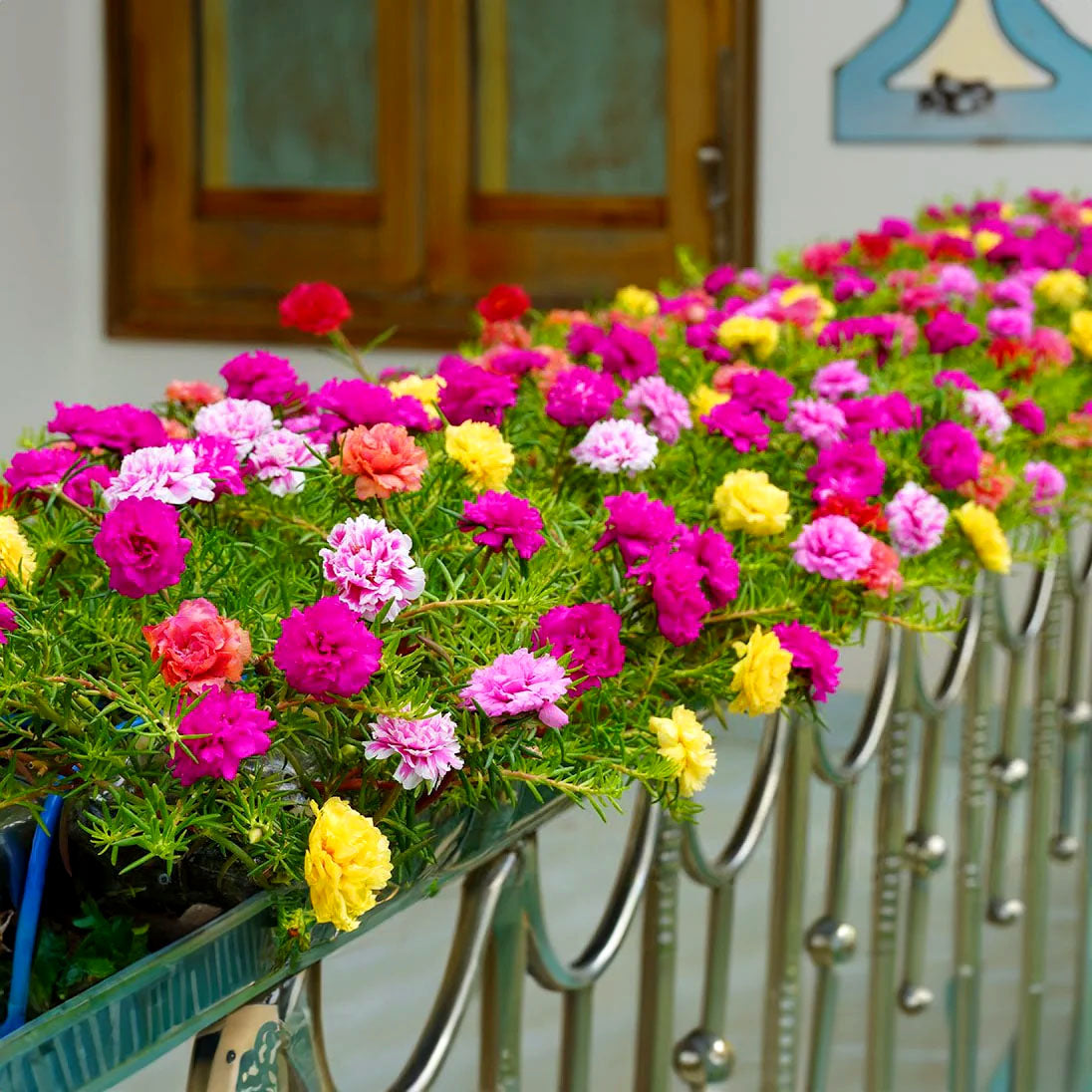 Moss Rose Longbloom double mix - 2000 seeds (Portulaca grandiflora)