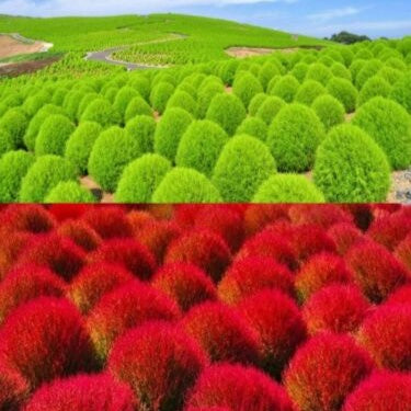 Burning bush - 1500 seeds (Kochia scoparia)