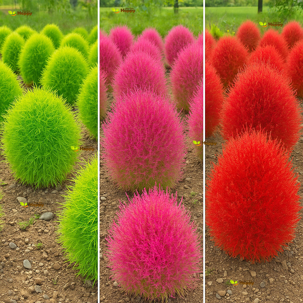 Burning bush - 1500 seeds (Kochia scoparia)
