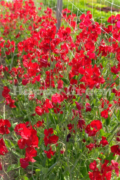 Sweet Pea 'Mammoth scarlet' - 20 seeds (Lathyrus odoratus)