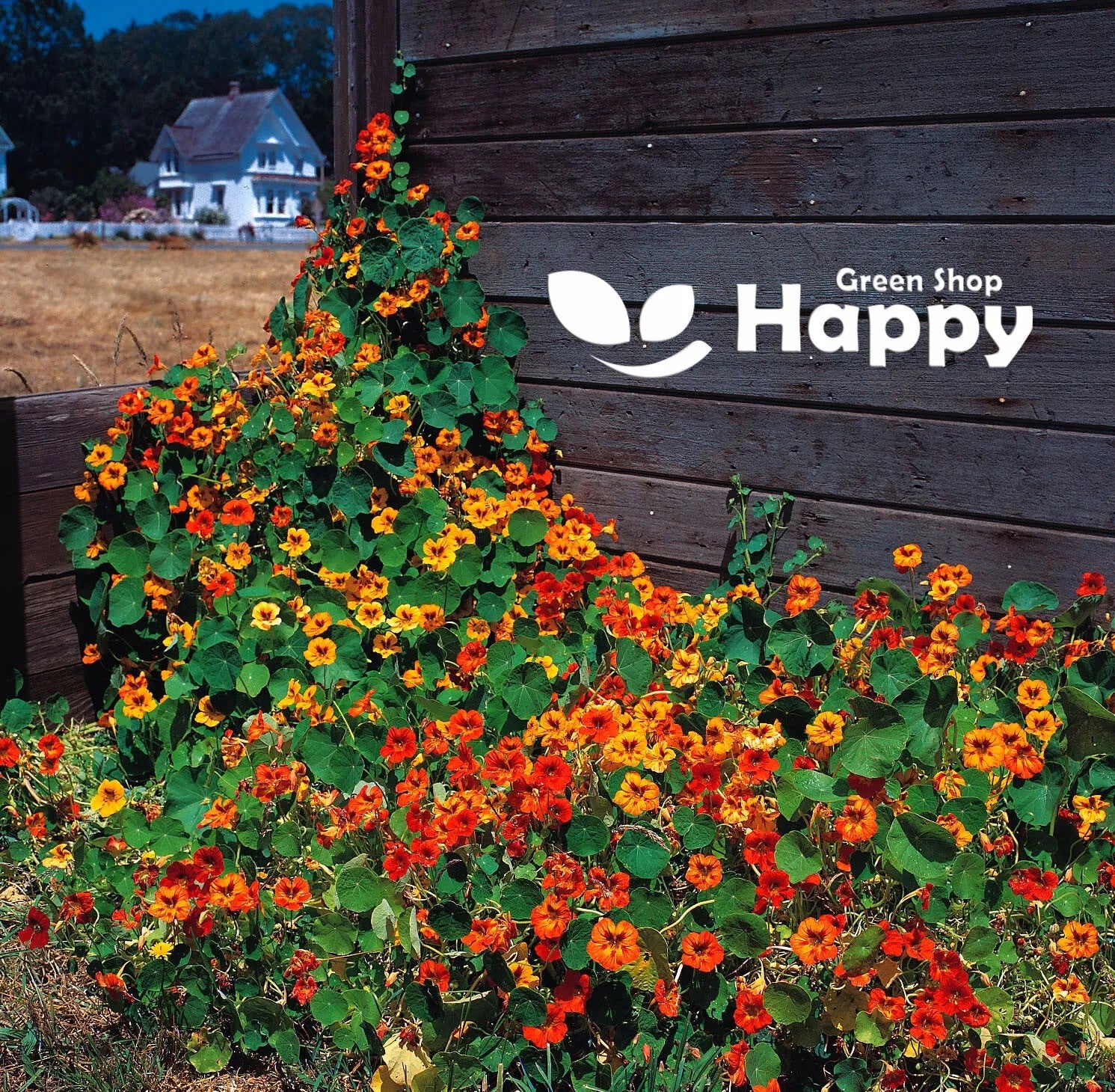 Nasturtium 'Double gleam hybrids' mix - 80 seeds (Tropaeolum majus)