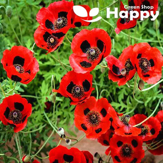 Poppy 'Ladybird' - 3000 seeds (Papaver commutatum)