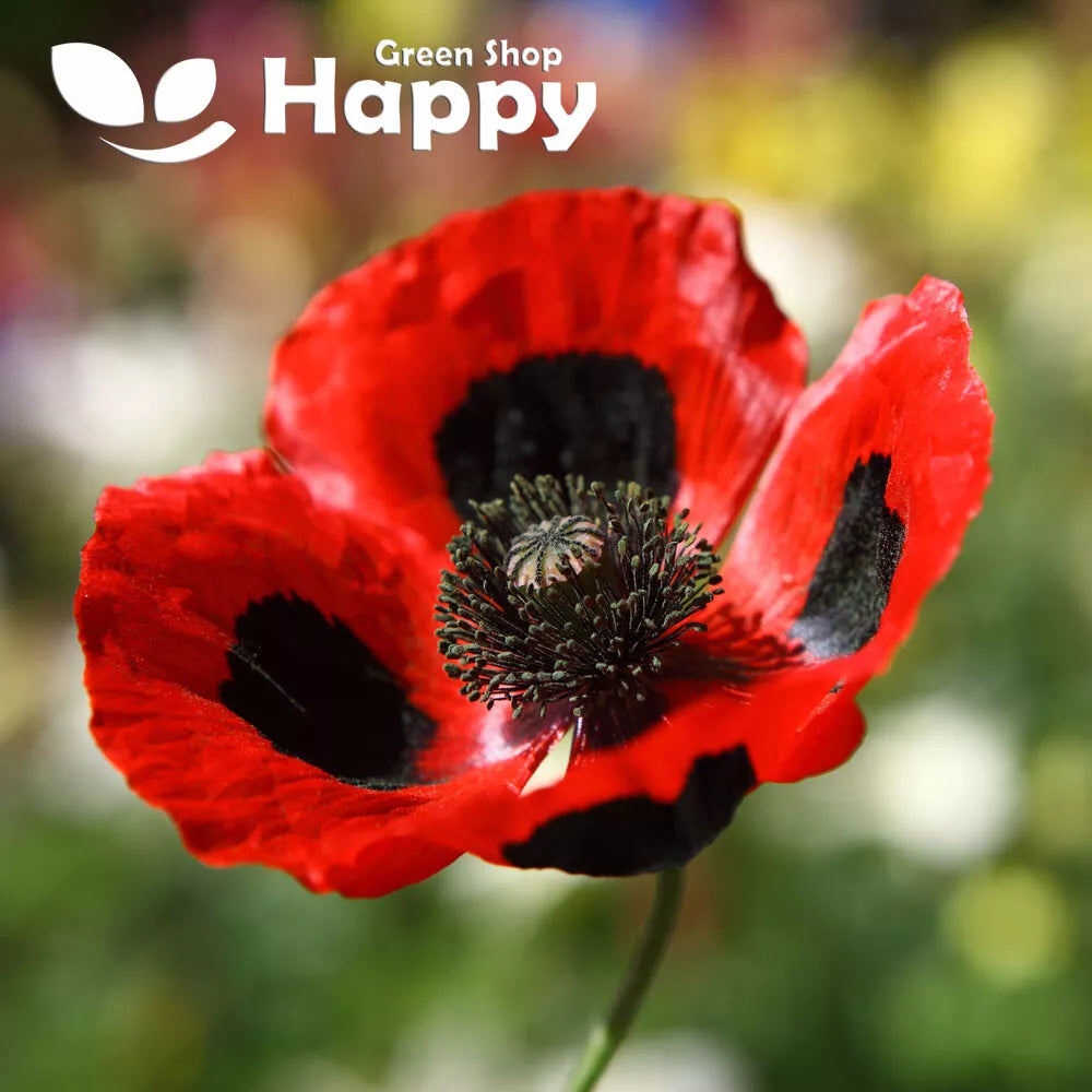 Poppy 'Ladybird' - 3000 seeds (Papaver commutatum)