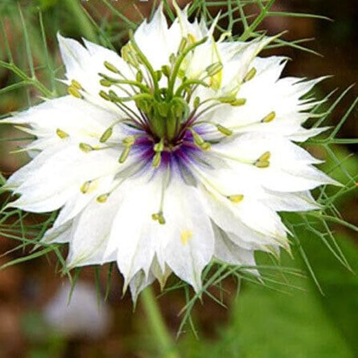 Love in a mist 'African bride' - 1100 seeds (Nigella Damascena)