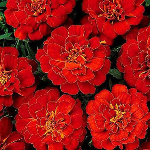 French marigold Double 'Brocade' red - 350 seeds (Tagetes patula nana)