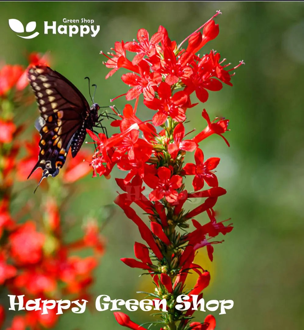 Standing cypress - 150 seeds (Ipomopsis rubra)