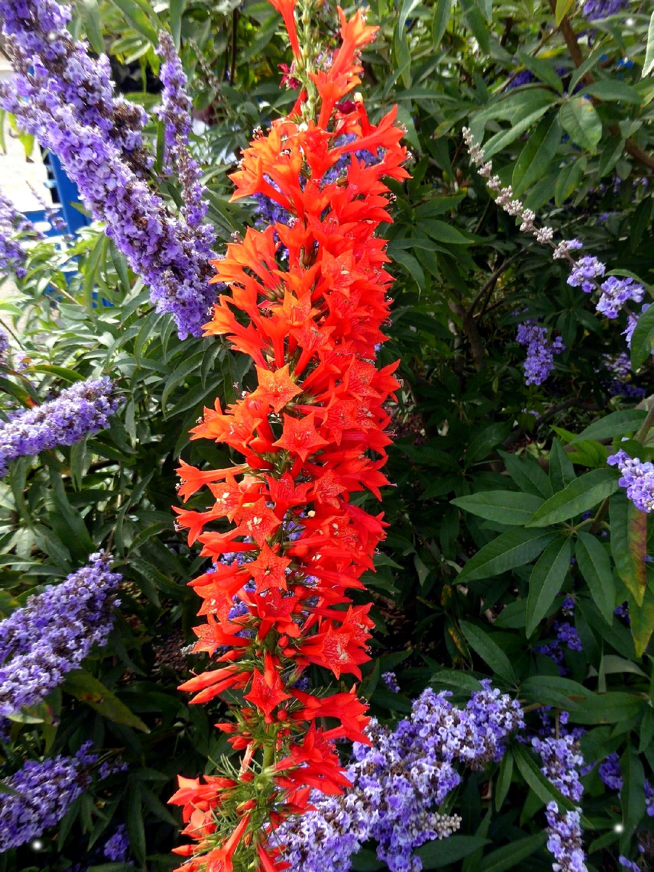 Standing cypress - 150 seeds (Ipomopsis rubra)