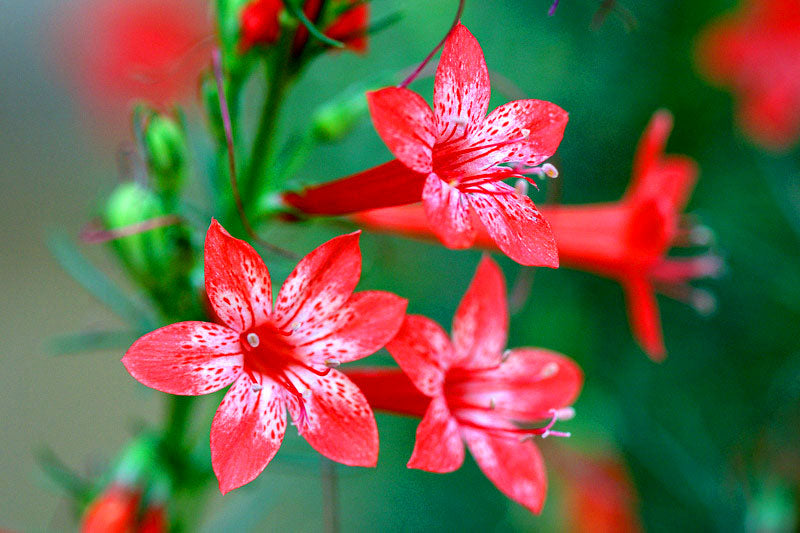 Standing cypress - 150 seeds (Ipomopsis rubra)