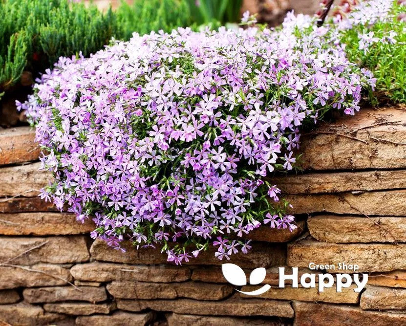 Mountain phlox - 160 seeds (Linanthus grandiflorus)