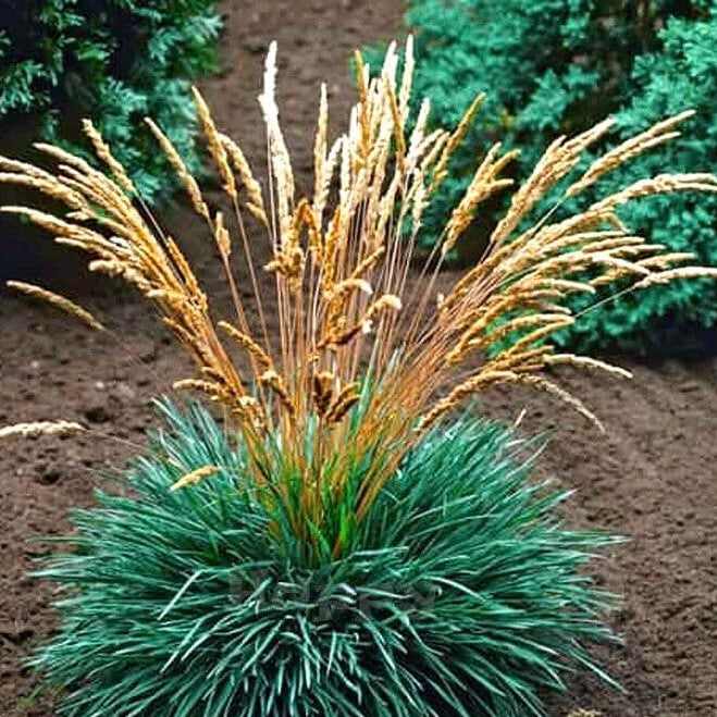 Blue Hair Grass - 300 seeds (Koeleria glauca)