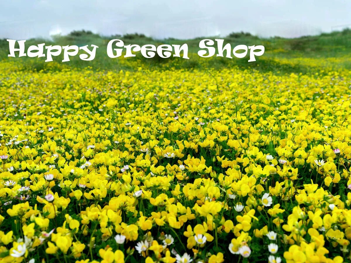 Bird's-foot trefoil - 3800 seeds (Lotus corniculatus)