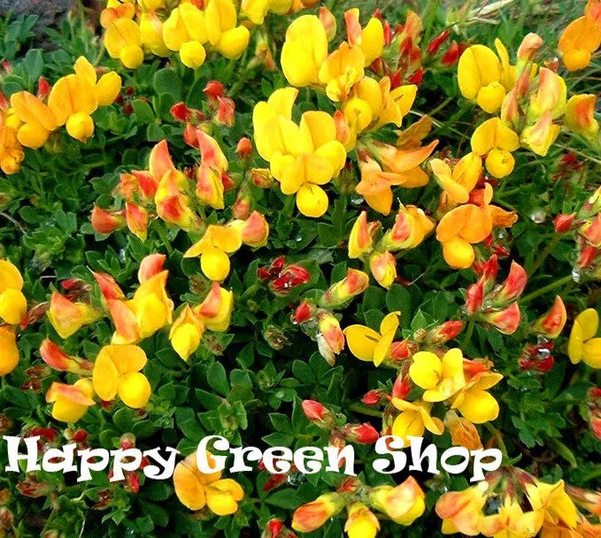 Bird's-foot trefoil - 3800 seeds (Lotus corniculatus)