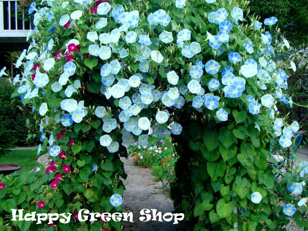 Morning glory 'Flying saucers' - 150 seeds (Ipomoea tricolor)